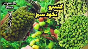 تصویر 1 از فروش کنسرو نخود فرنگی 420 گرمی درجه یک + قیمت باور نکردنی